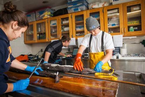 people in fishing gear measure and cut animals in lab environment